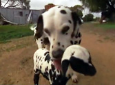 Dalmatian Adopts Orphan Lamb - and the Lamb Starts Growing Spots