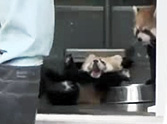 Baby Red Panda Has the Cutest Reaction to Being Startled :)