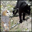 Cat & Owl Are Unlikely, Yet Adorable, Best Friends