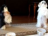 Adorable Christian Dogs Say Grace Before Meal - So Cute!