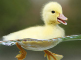 Smile Alert! Adorable Baby Duckling Enjoys His Bath :)