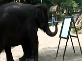 Special Elephant Paints Incredible Self Portrait - You Won't Believe Your Eyes!