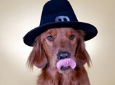 21 Pets Who Loved Thanksgiving - Just Too Cute!