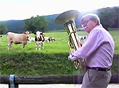 Dairy Cows Are Completely Mesmerized by a Jazz Band - So Cute!