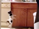 Happy Dog Will Do Anything for Leftovers - Even Dance!