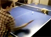 Little Boy Plays Ping Pong with his Adorable Best Friend - a Kitten!