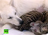 Abandoned Tiger Cubs Get Adopted by the Most Unusual Mother - See Who!