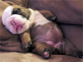 Sweet Bulldog Puppy Takes the Cutest Nap EVER!