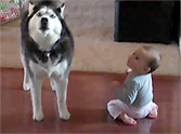 What This Husky Does with a Baby Will Melt Your Heart to Pieces - Aww!