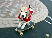 Adorable Santa Doggie Does Something So Cute