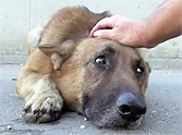 Homeless Frightened Dog Gets Rescued From Los Angeles River - Amazing!