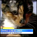 Cat Miraculously Travels 200 Miles to Reunite With Her Family