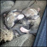 Marine Rescues 4 Baby Rabbits From Death