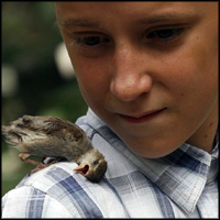 Little Boy Keeps His Eye on the Sparrow - a Touching Animal Friendship