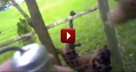 Police Officer Saves a Dog Stuck in a Fence - The End Will Blow You Away