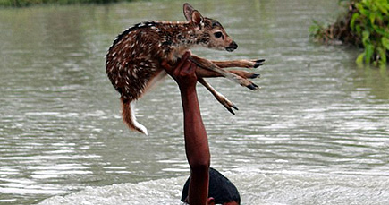 Brave Teen in Bangladesh Risks His Life for an Innocent Creature