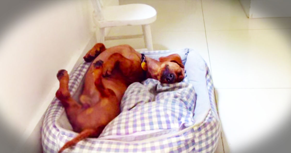 What This Dog Does In His Sleep Surprised Everyone. He Is The Happiest Dog In The World!