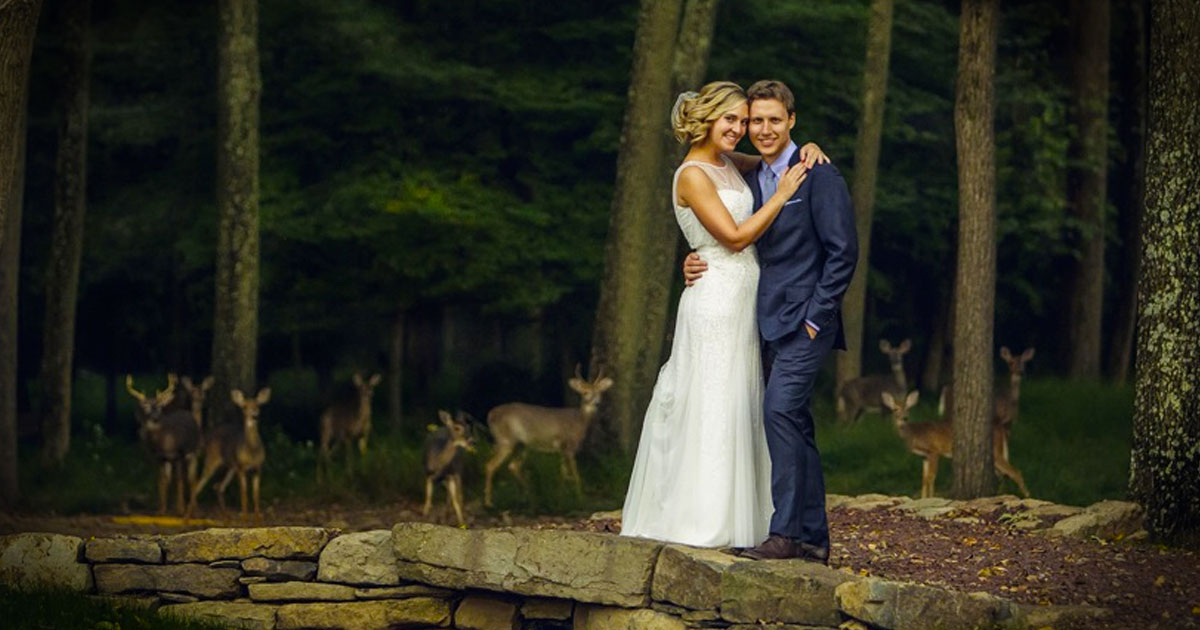 Oh, Deer! We Bet The Bride And Groom Didn’t Expect THESE Guests!