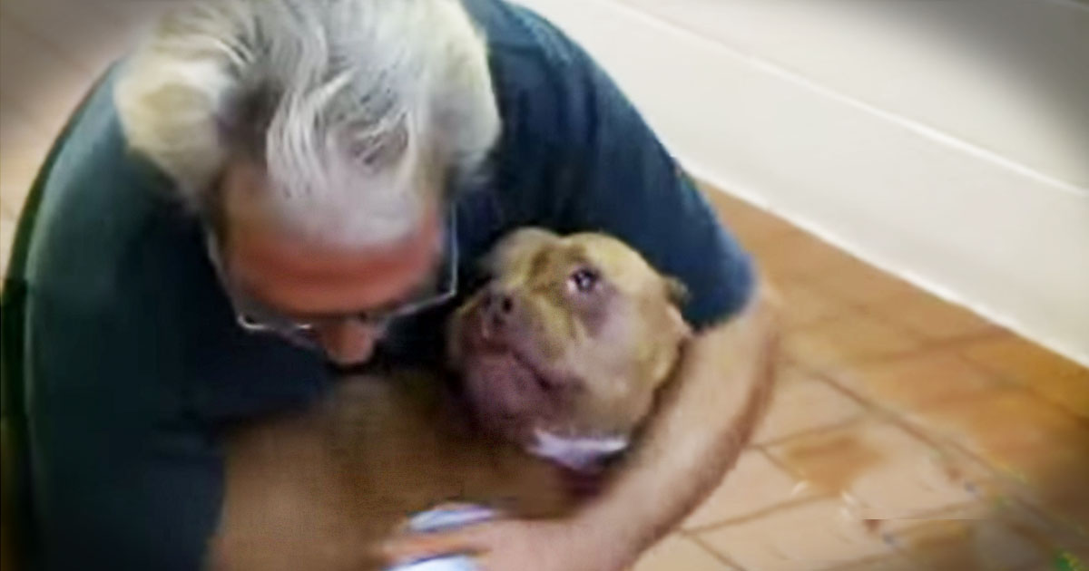 Dog Swims Over a Mile During a Storm to Reunite With Owner