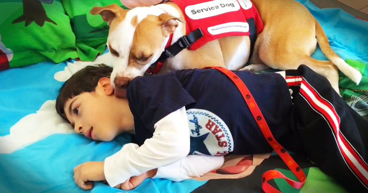 A School Banned This Service Dog Because It's A Pit Bull!