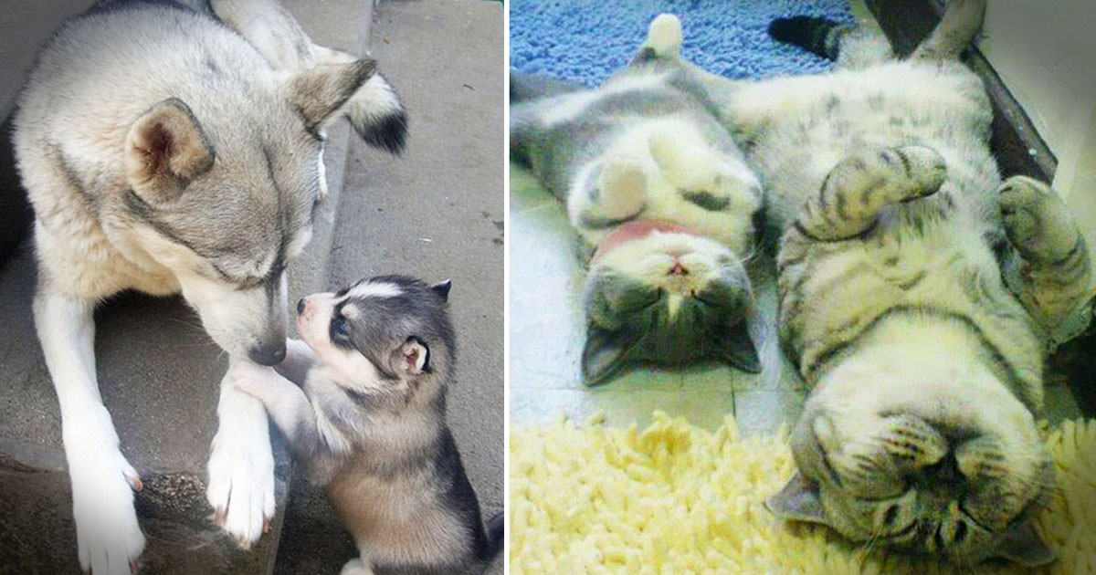 Animals Posing With Their Adorable 'Mini-Me' Twins Is Cuteness Overload!