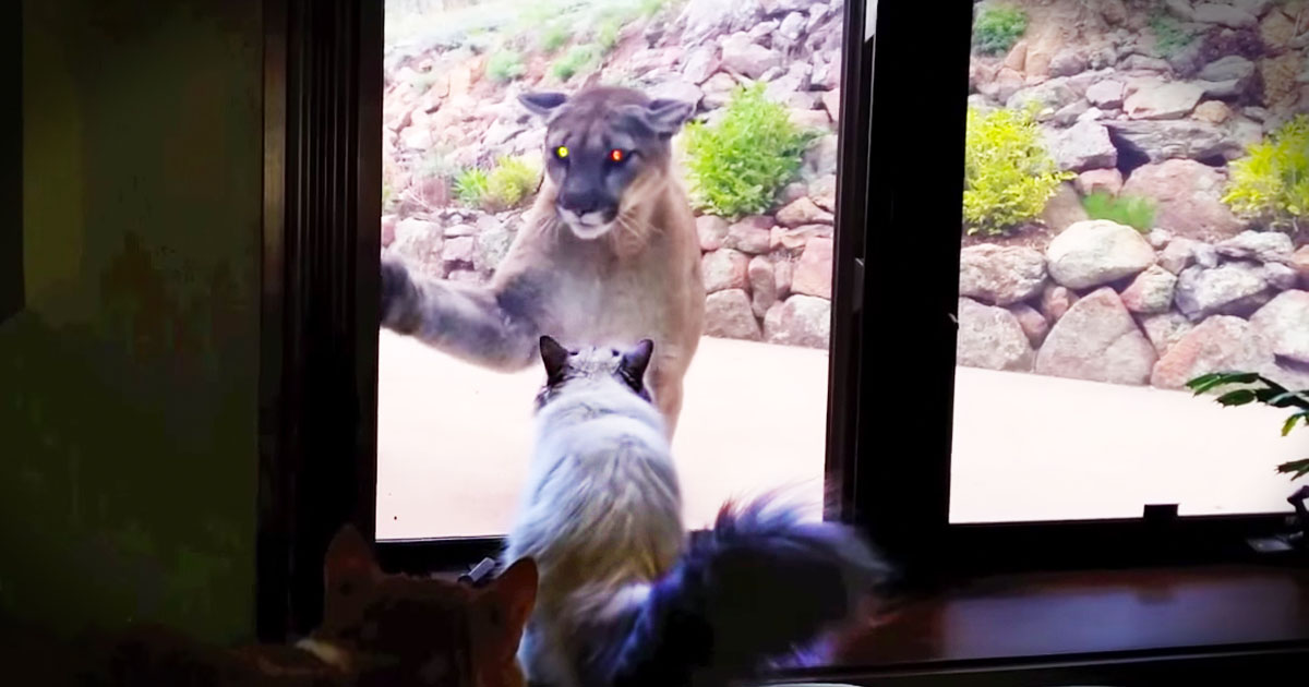 Apparently, This Brave House Cat Thought He Was Looking In A Mirror--LOL!