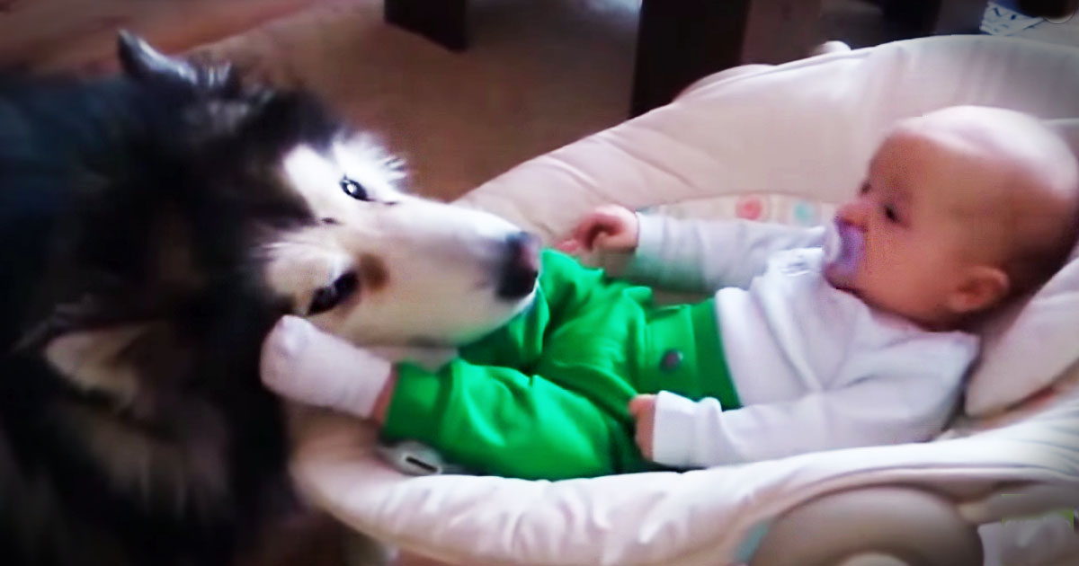 My Heart Puddled Over This Big Dog's Love For His Tiny Baby BFF