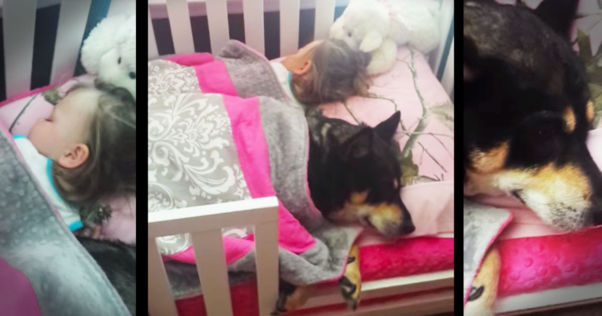 She Searched All Around For Her Service Dog Until She Found Him HERE--Aww!