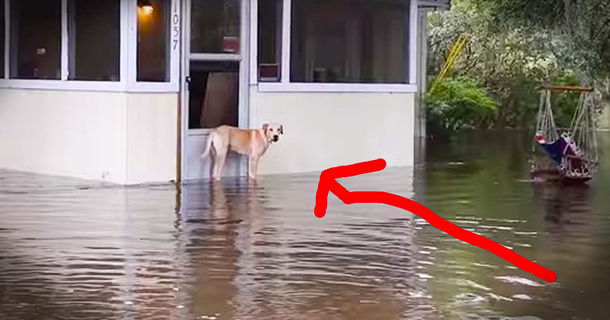 Dog Rescued From Rising Flood Waters Gets Happy Ending