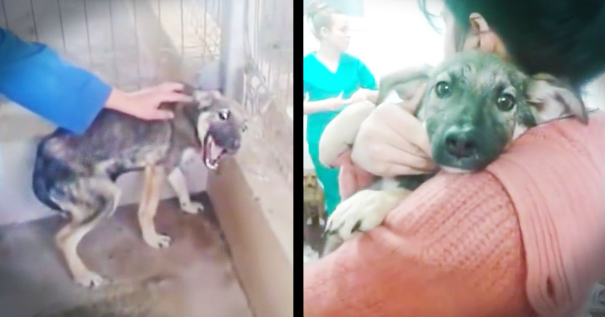 Severely Abused Dog Cries As She Learns What Love Is