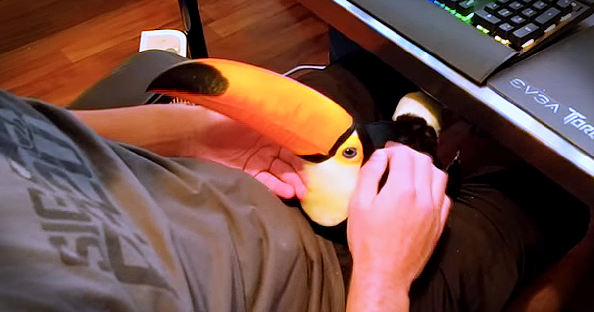 Toucan Snuggling Like A Dog Will Make Your Day!