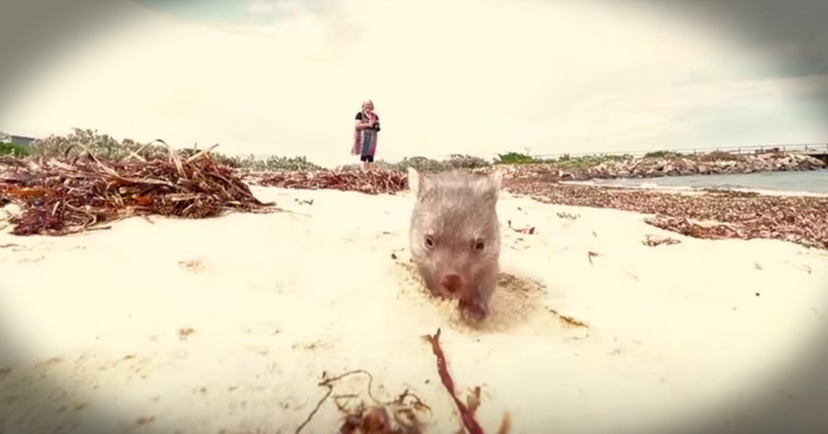 Baby Wombat Running Right At You Will Make Your Week