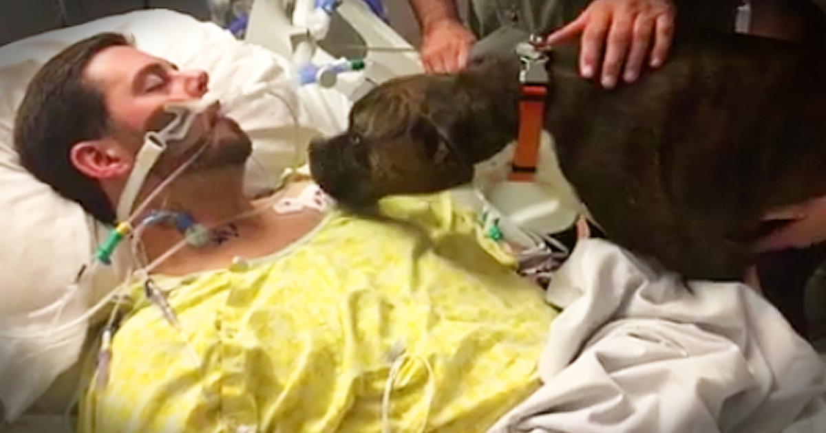 Beloved Dog Says Goodbye To Her Owner Dying In The Hospital