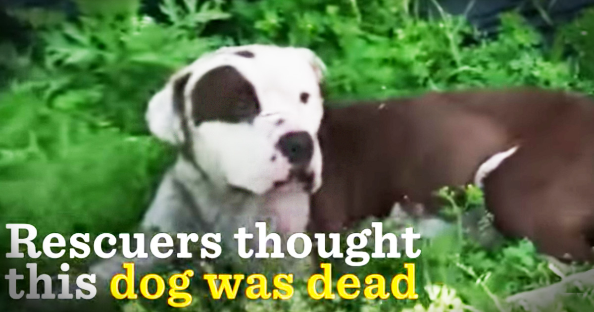 Rescuers Thought This Poor Dog Was Dead But Just Look At Him Now