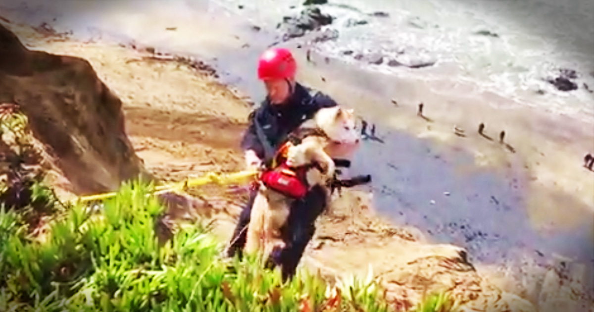 Dramatic Rescue Of A Dog Who Feel Off A Cliff