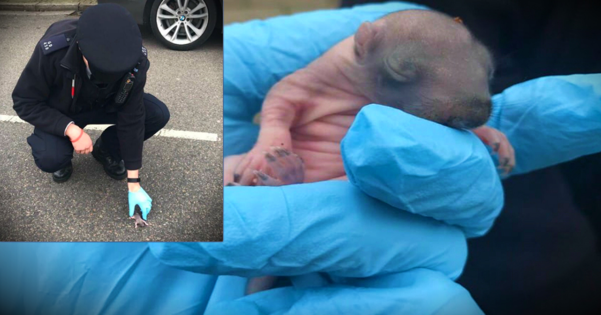 Police Rescue A Baby Squirrel From The Middle Of A Busy Street