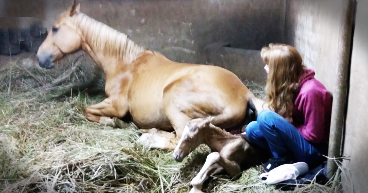 Pregnant Horse Gives Birth And Then They Notice She's Not Done