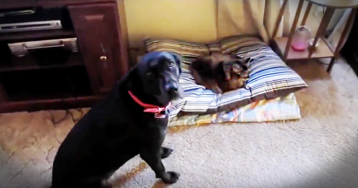 This is the Hilarious Reason Why Cats and Dogs Don't Get Along