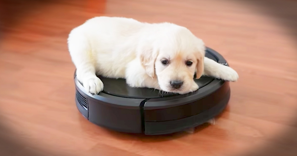 Puppy Goes For A Ride On A Roomba