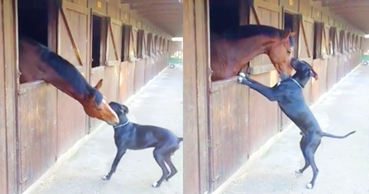 Adorable Horse And Dog Play Together At The Stables