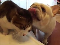 Bulldog Absolutely Loves his Cat Friend - So Cute