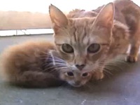 Mama Cat Comes to the Rescue of her Kitten