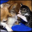 Chihuahua and her Kitty Friend are Way Too Adorable