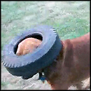 Hilarious Dog Plays Fetch with a Tire - LOL