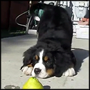Adorable Puppy Plays with a Lemon - This is So Cute