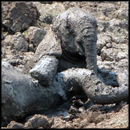 Daring Rescue of a Doomed Baby Elephant and Its Mother