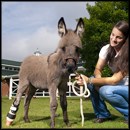 Tiny Donkey Foal Gets a Little Help From her Friends