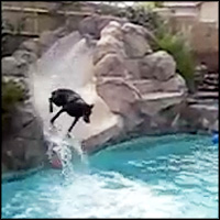 Hilarious Dog Uses the Pool Water Slide to Cool Off