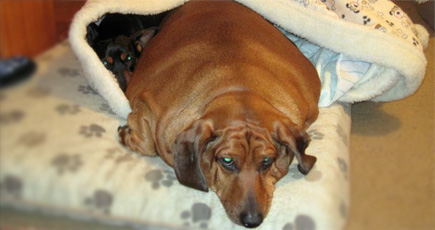 An Angel Saved This Morbidly Obese Dog From His Owner... and Transformed Him!