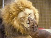 Big Lion With Disabilities Becomes Life-Long Friend with Hot-Dog! 